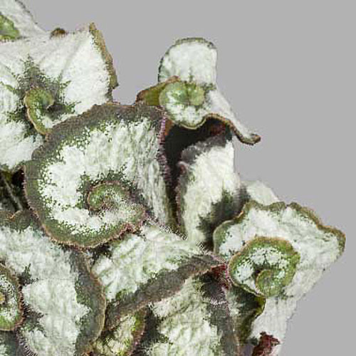 B. ‘Princess of Hanover’